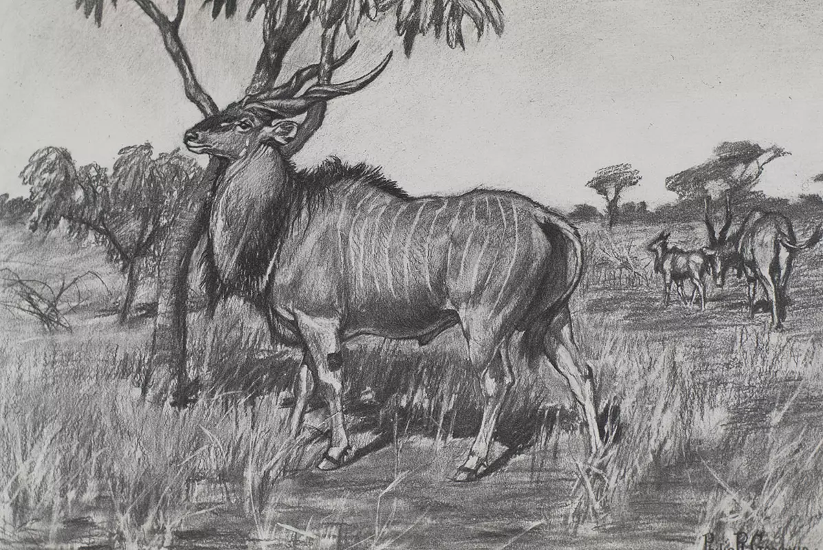 Life-Histories of African Game Animals.