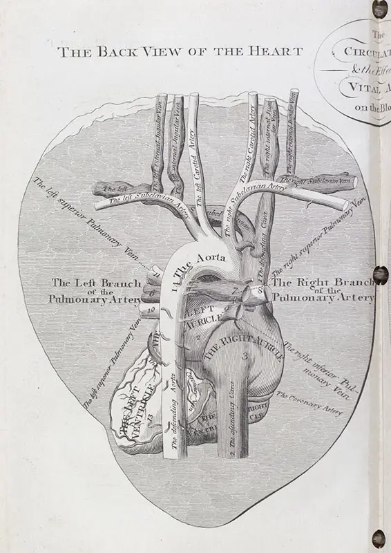 The Medical Mirror, or Treatise on the Impregnation of the Human Female, Shewing the Origin of Diseases And the Principles of Death.