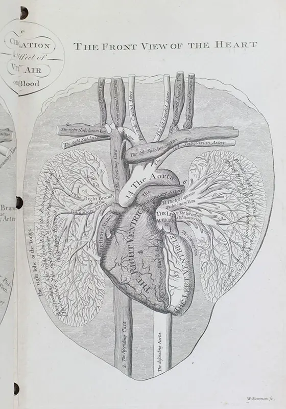 The Medical Mirror, or Treatise on the Impregnation of the Human Female, Shewing the Origin of Diseases And the Principles of Death.