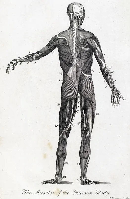 The Medical Mirror, or Treatise on the Impregnation of the Human Female, Shewing the Origin of Diseases And the Principles of Death.