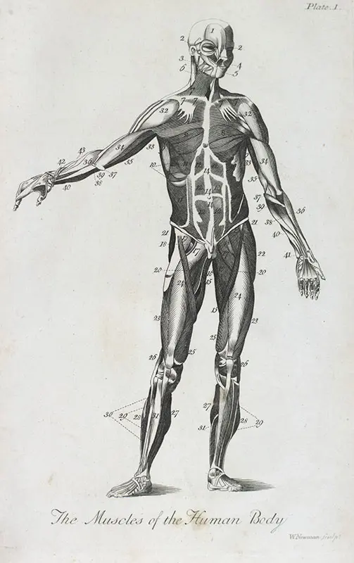 The Medical Mirror, or Treatise on the Impregnation of the Human Female, Shewing the Origin of Diseases And the Principles of Death.