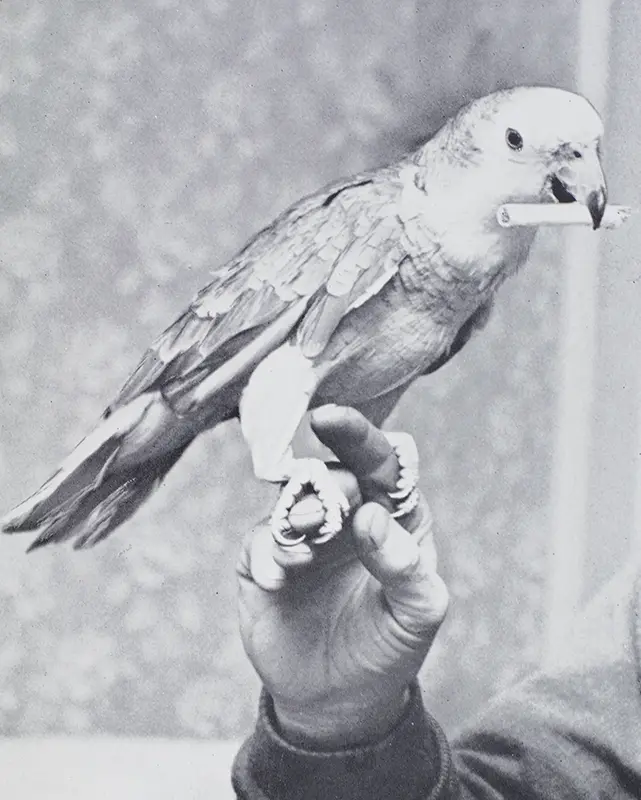 Talking Birds.