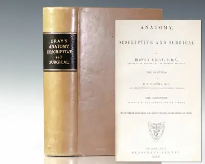 Anatomy, Descriptive and Surgical [Gray's Anatomy].