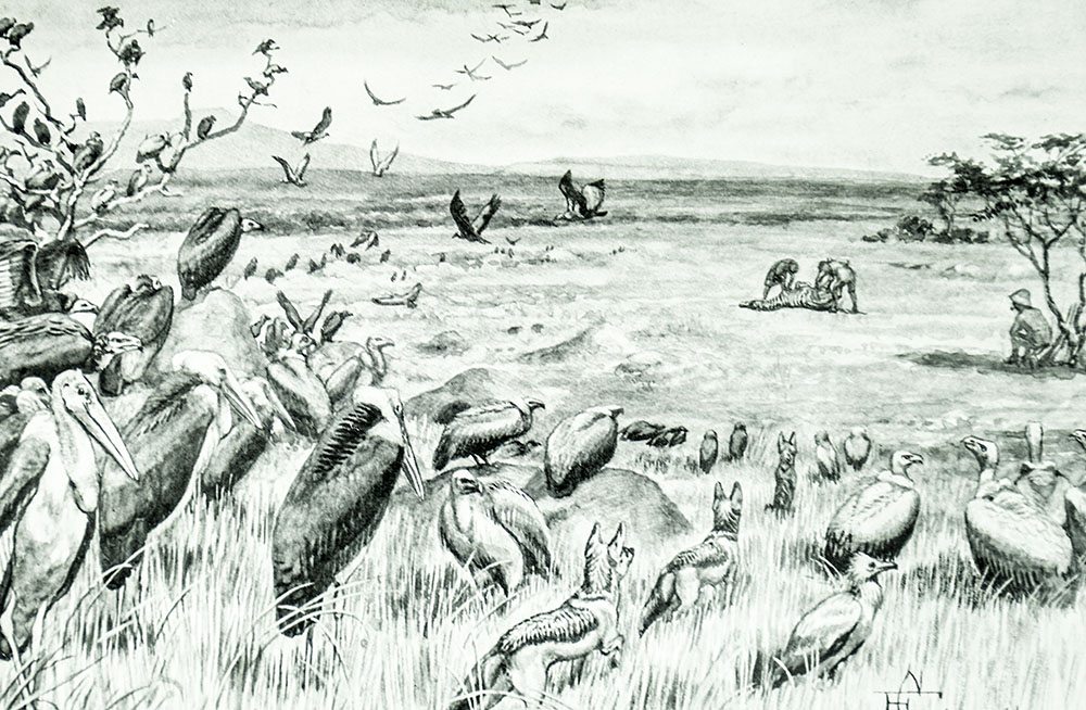 On Safari: Game Hunting in British East Africa With Studies In Bird-Life
