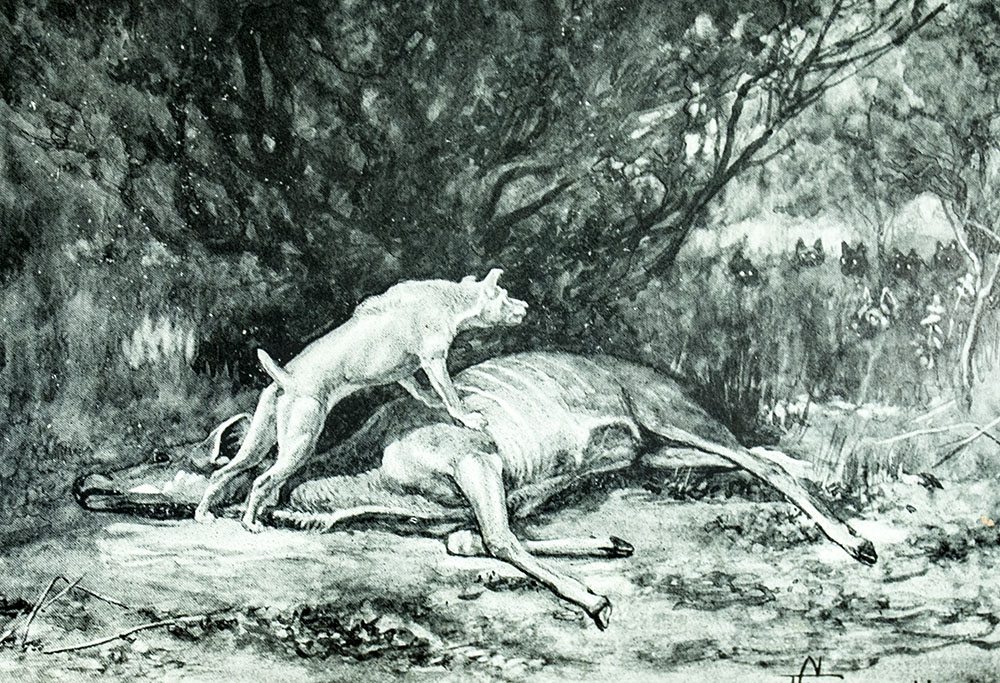 Jock of the Bushveld.