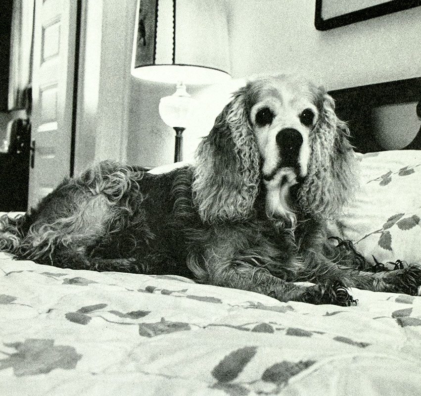 C. Fred's Story: A Dog's Life
