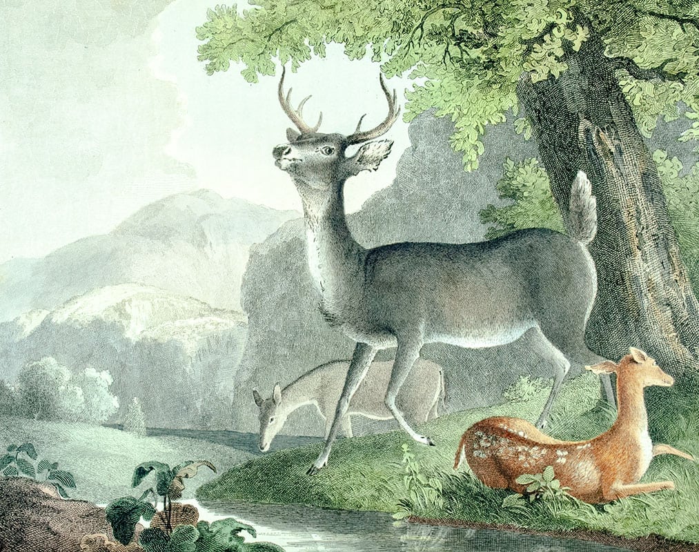 The Cabinet of Natural History and American Rural Sports