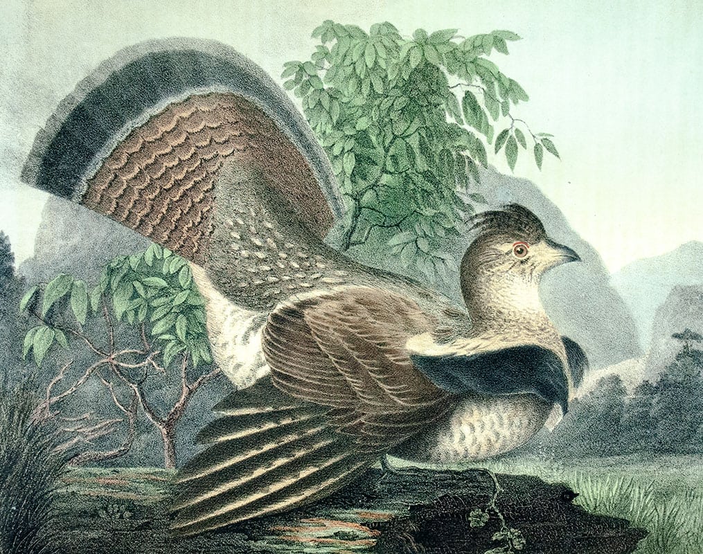 The Cabinet of Natural History and American Rural Sports