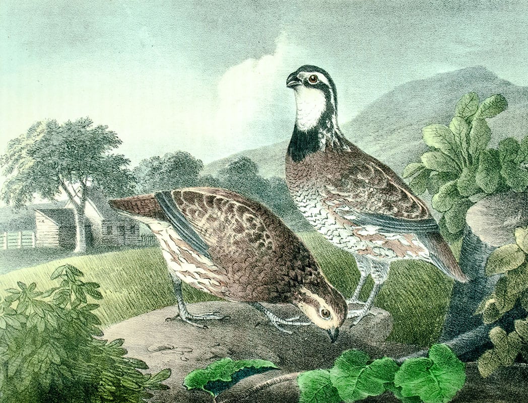 The Cabinet of Natural History and American Rural Sports