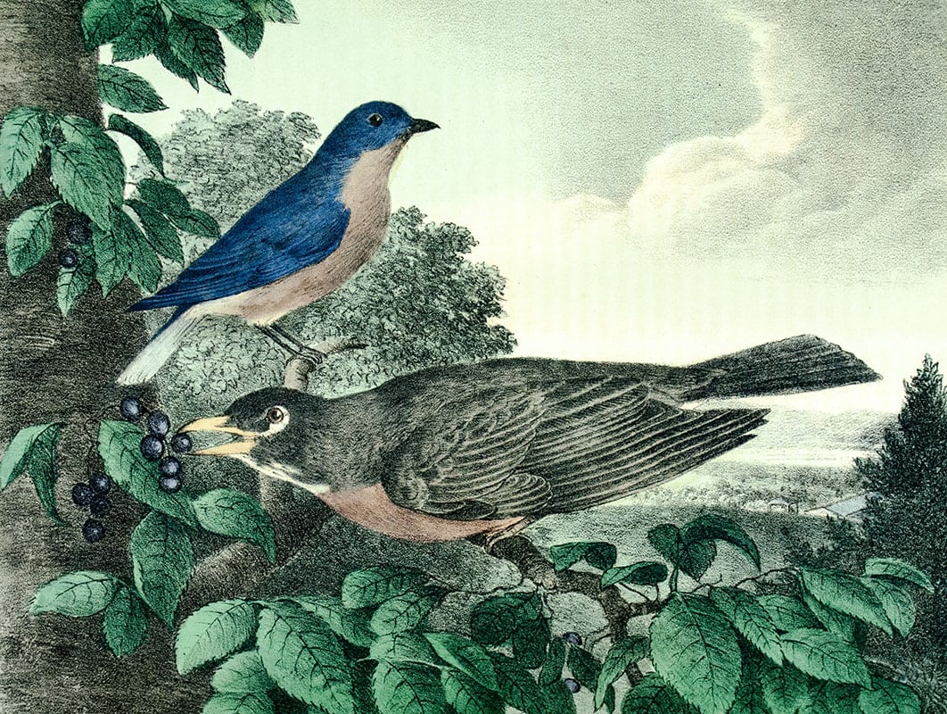 The Cabinet of Natural History and American Rural Sports