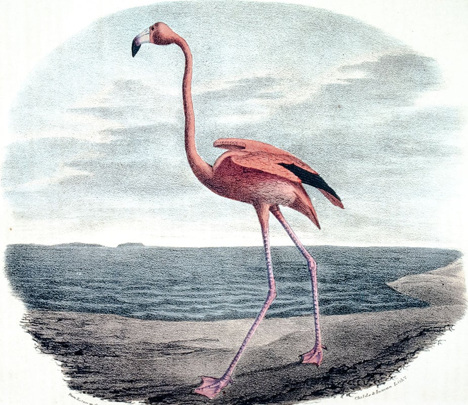 The Cabinet of Natural History and American Rural Sports