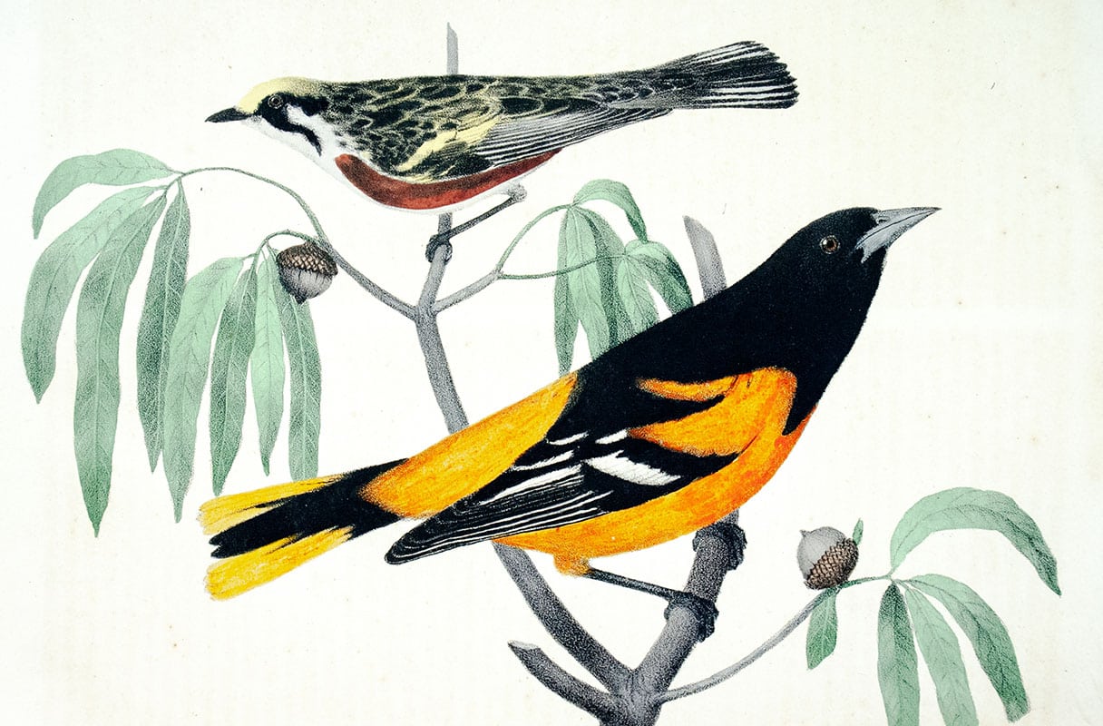 The Cabinet of Natural History and American Rural Sports