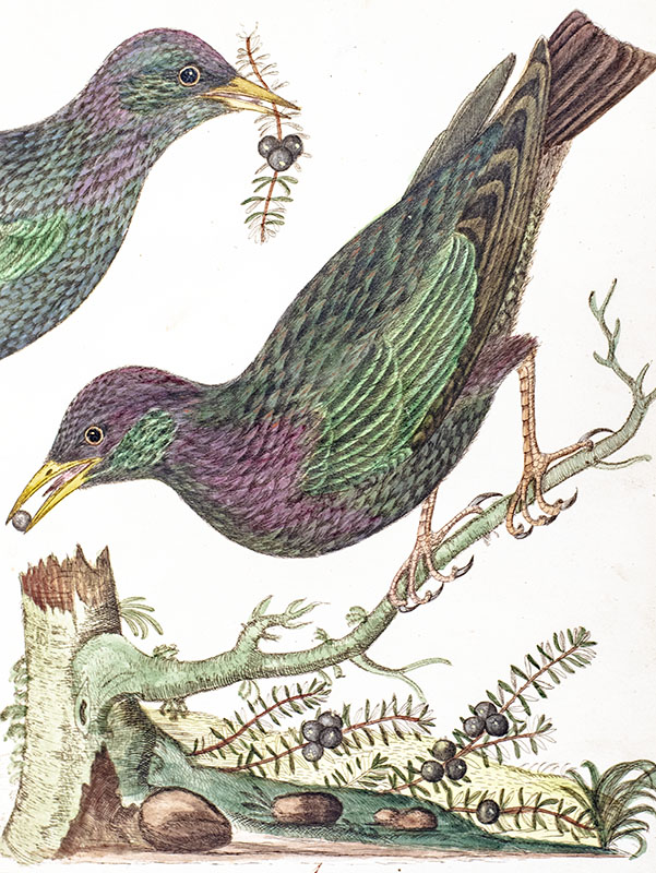 Harmonia Ruralis; or, An Essay towards A Natural History of British Songbirds.