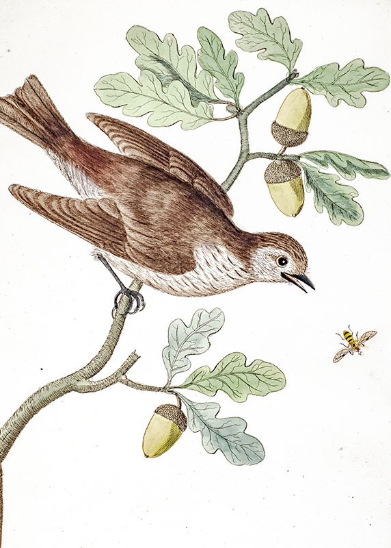 Harmonia Ruralis; or, An Essay towards A Natural History of British Songbirds.