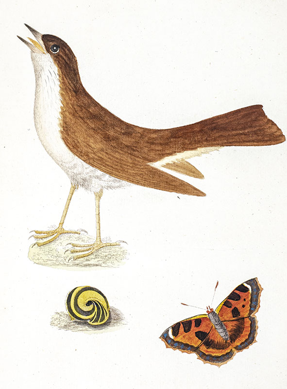 Harmonia Ruralis; or, An Essay towards A Natural History of British Songbirds.