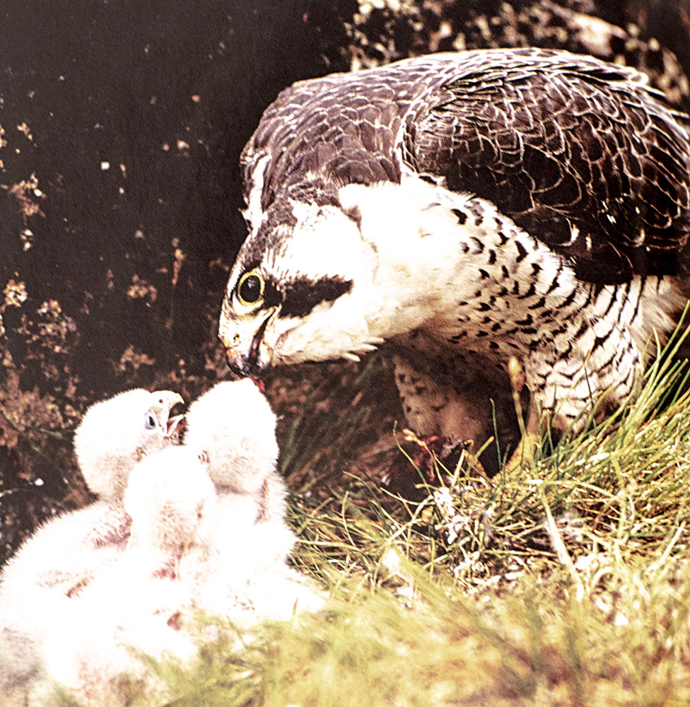 Hope For Animals and Their World: How Endangered Species Are Being Rescued from the Brink.