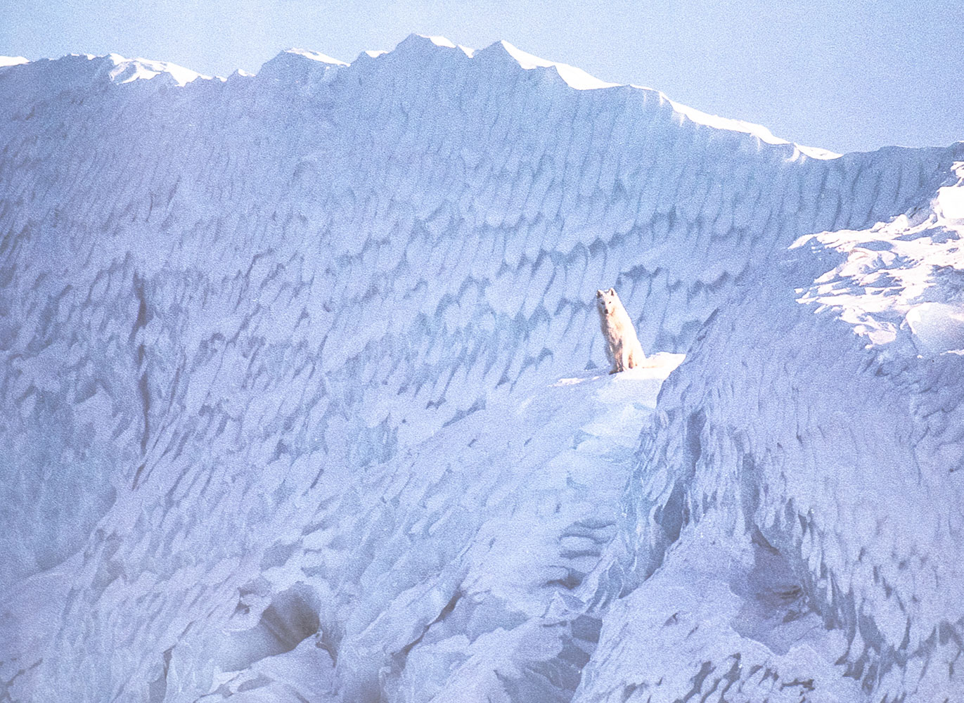 White Wolf: Living with an Arctic Legend.