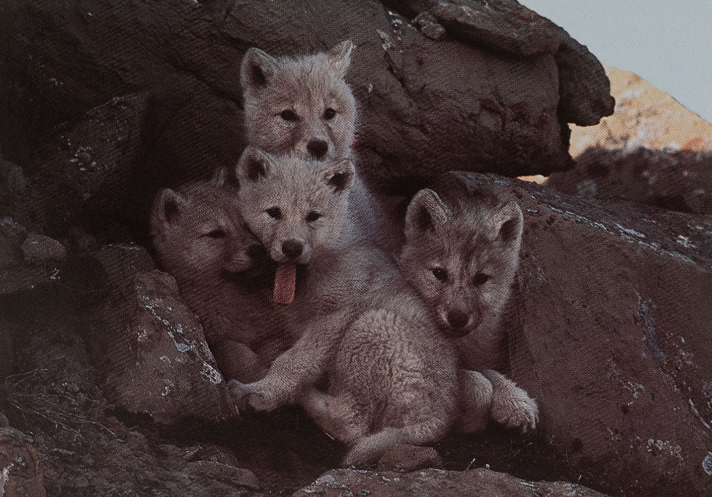 White Wolf: Living with an Arctic Legend.
