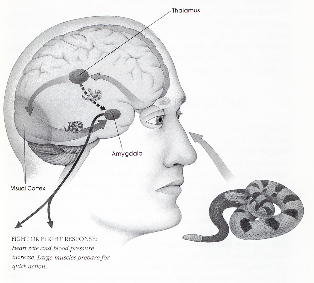 Emotional Intelligence: Why It Can Matter More Than IQ.