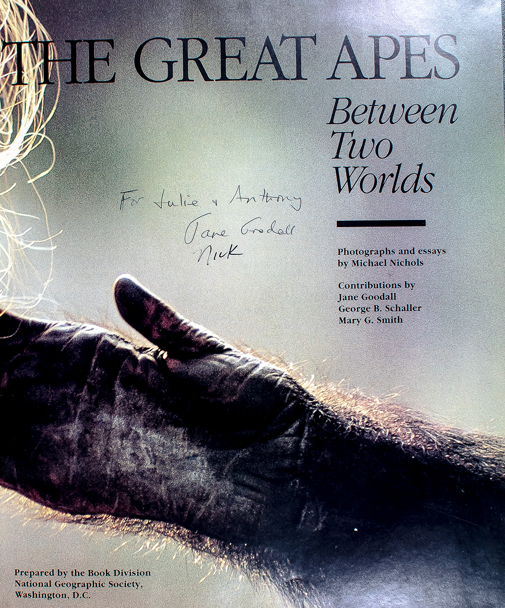 The Great Apes: Between Two Worlds.