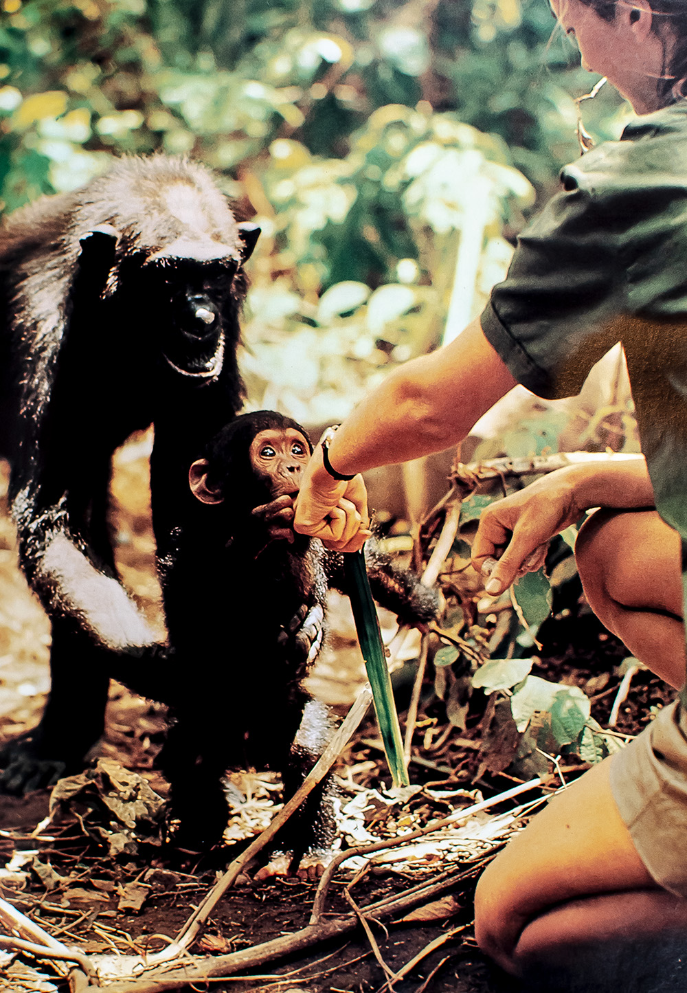 The Great Apes: Between Two Worlds.