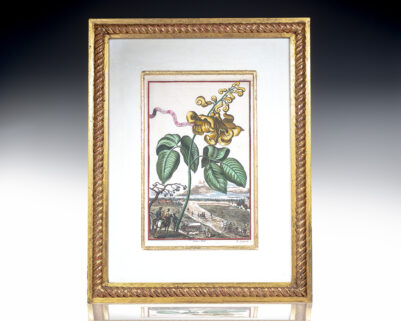 Phaseolus Indic Cochleatus Hand-Colored Engraved Botanical Plate.