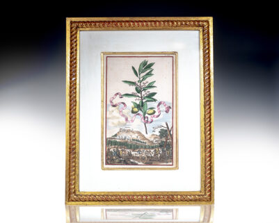 Olivo [Olive Tree] Hand-Colored Engraved Botanical Plate.