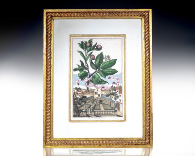 Arbutus im Wörnlischen [Tree in Wörnlischen Garden] Garten Hand-Colored Engraved Botanical Plate.