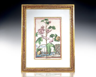 Baumwollen [Cotton Plant] Hand-Colored Engraved Botanical Plate.