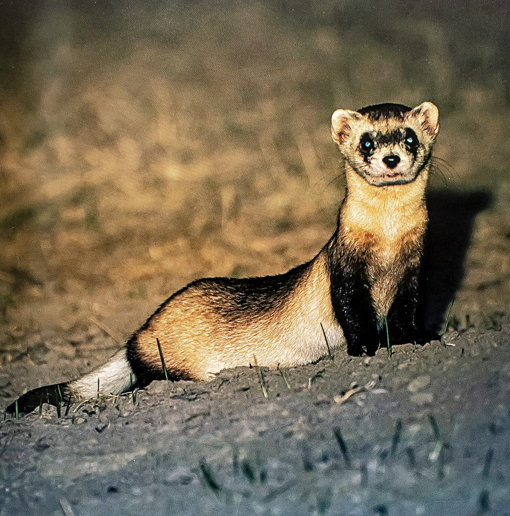 Hope For Animals and Their World: How Endangered Species Are Being Rescued from the Brink.