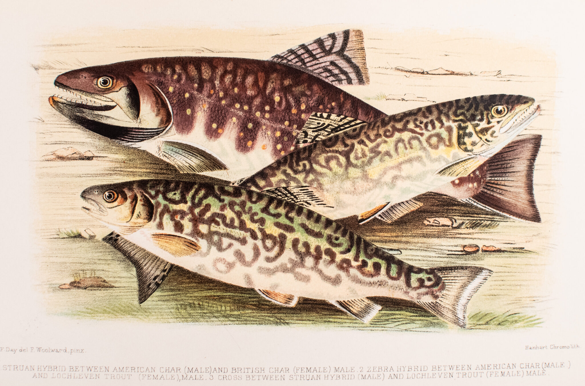 British and Irish Salmonidae.
