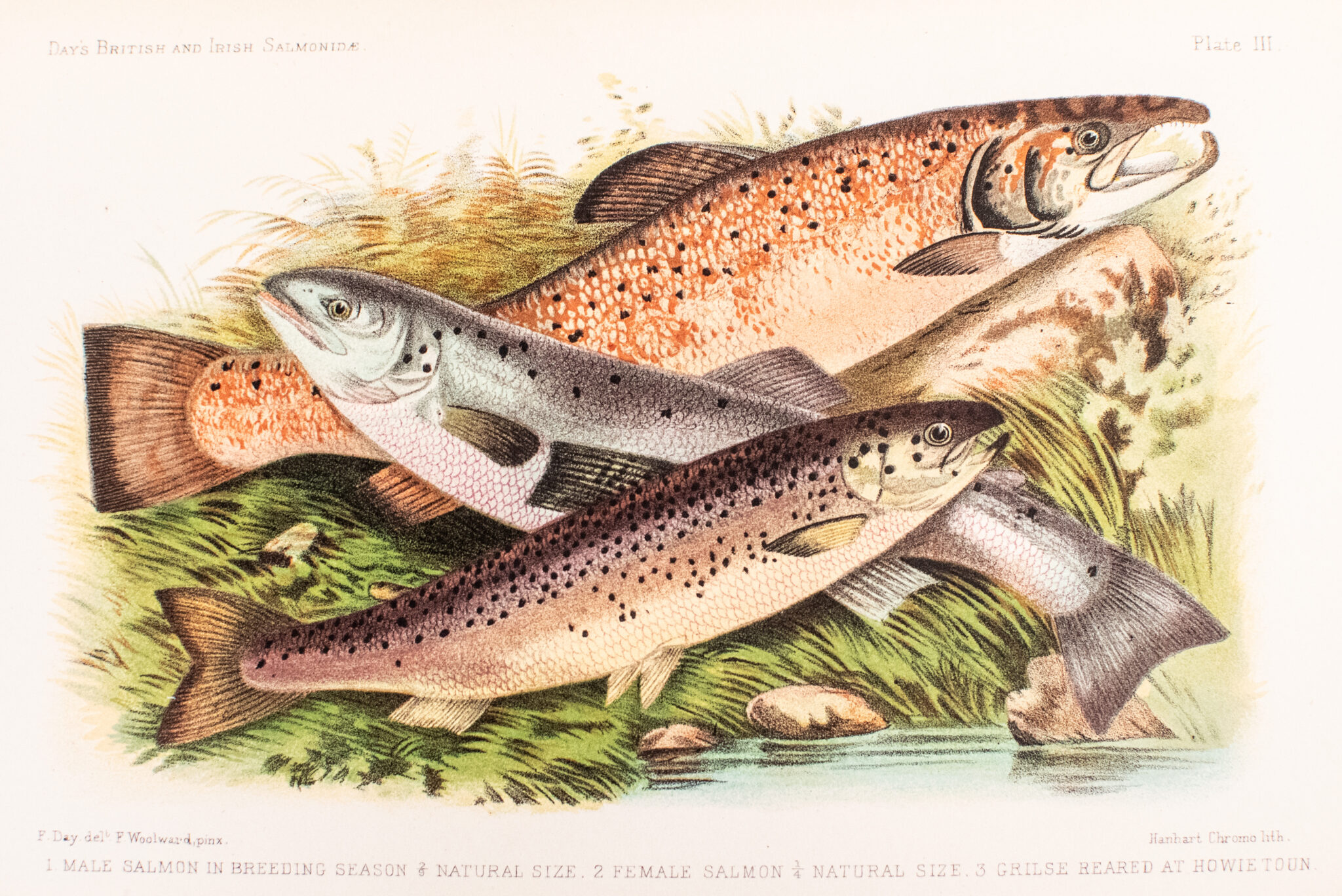 British and Irish Salmonidae.