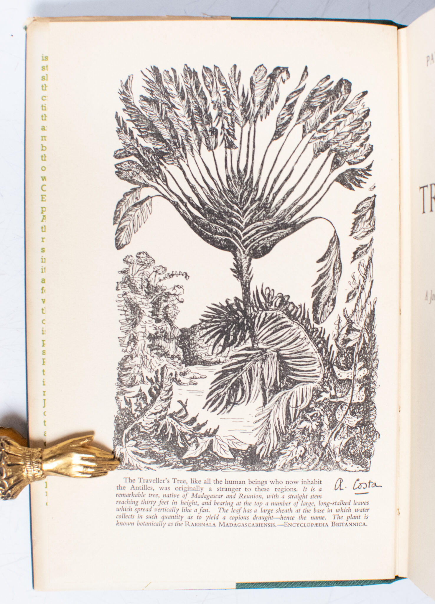 The Traveller’s Tree: A Journey Through the Caribbean Islands.