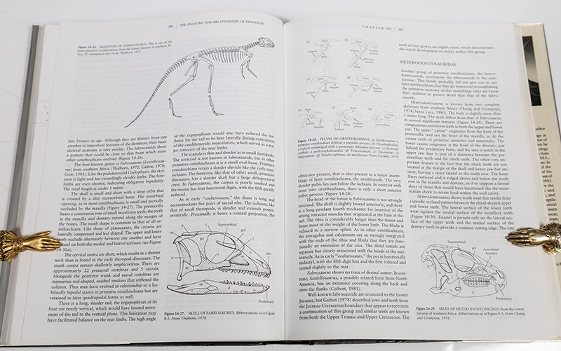 Vertebrate Paleontology and Evolution.