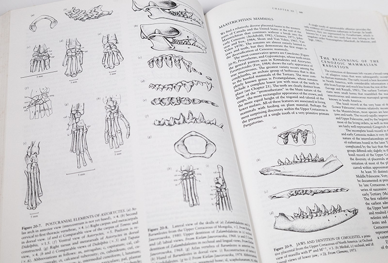 Vertebrate Paleontology and Evolution.
