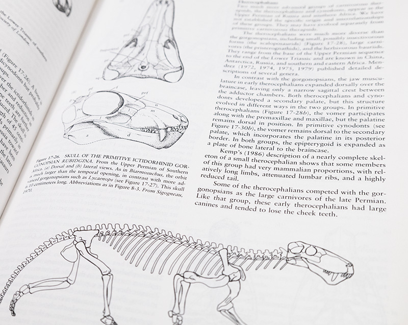Vertebrate Paleontology and Evolution.
