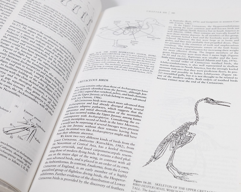 Vertebrate Paleontology and Evolution.
