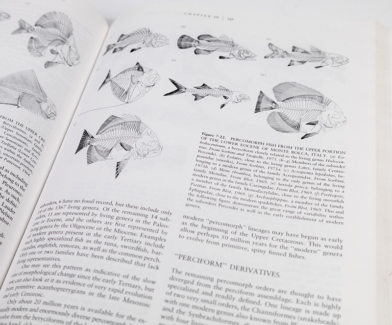 Vertebrate Paleontology and Evolution.