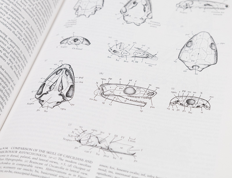 Vertebrate Paleontology and Evolution.