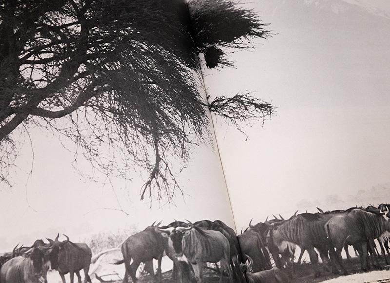 Vanishing Herds.